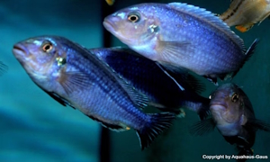 Melanochromis dialeptos